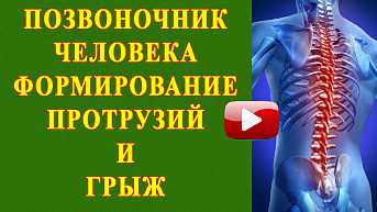 Позвоночник человека