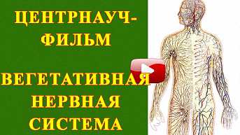 Вегетативная нервная система
