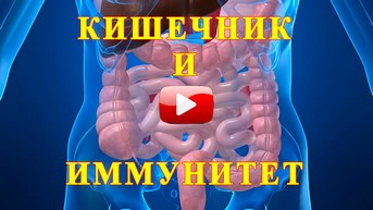 Кишечник и иммунитет